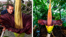 Sabias que la flor más grande del mundo tiene olor a carne podrida, puede alcanzar los 3 metros de altura y pesar 11 kilogramos
