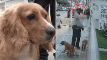 Hombre abandona a sus dos perritos en veterinaria de San Miguel: los llevó a bañar y no regresó Hombre abandona a sus dos perritos en veterinaria de San Miguel: los llevó a bañar y no regresó
