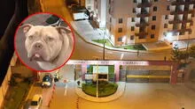 Vecinos de SJM denuncian matanza de 8 perritos en solo una semana: fueron envenenados con spray y "bocado"