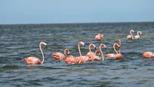 Un animal descubrió cómo crear remolinos en el agua para lograr acorralar y cazar a sus presas