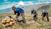 La importancia de la papa peruana como pilar cultural y agrícola frente al cambio climático