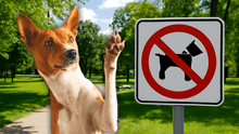 En 18 ciudades de este país se prohíbe pasear perros y tocarlos es símbolo de suciedad: “Una amenaza para la salud, la paz y la comodidad”