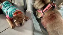 Apuñalan a perrita bulldog de un año cuando paseaba con su dueña en Trujillo