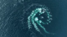 Las ballenas intentarían comunicarse con los humanos creando anillos de burbujas en el mar
