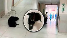 Perrito espera a su dueña en el hospital María Auxiliadora de SJM, pero joven falleció: piden adoptarlo Perrito espera a su dueña en el hospital María Auxiliadora de SJM, pero joven falleció: piden adoptarlo