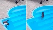 Gato curioso se cae en la piscina y parece que se ahoga: recuerda que sabe nadar y sale tranquilo