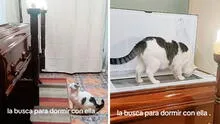 Gatito conmueve en pleno velorio al subir e intentar ingresar al ataúd de su dueña fallecida