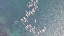 Científicos revelaron los 2 animales marinos que se adaptaron tanto en el océano y ya no podrán volver a tierra