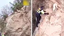 Serenos rescatan a ‘Blanquito’, un travieso perro que quedó atrapado en lo alto de cerro en Tacna: mascota estaba sedienta y asustada