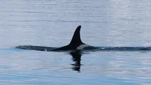 Científicos descubren que apareció un temible depredador que está ahuyentando a los grandes tiburones blancos de su hábitat