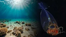 Captan por primera vez un extraño calamar en las profundidades del océano: tendría los ojos más grandes del planeta