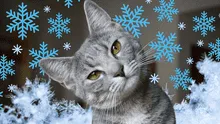 Cómo mantener a tu gato cálido y sano en invierno: claves de expertos contra el frío nocturno