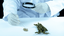 Estudio científico sugiere que el consumo de marihuana aumenta hasta 6 veces los riegos de sufrir un ataque cardíaco y ACV Estudio científico sugiere que el consumo de marihuana aumenta hasta 6 veces los riegos de sufrir un ataque cardíaco y ACV