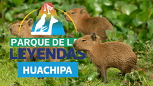 Parque de las leyendas regalará entradas este 22 de junio a niños disfrazados de capibara en su festival familiar