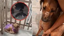 Mujer ofrece refugio privado para animales en Comas, pero es captada agrediéndolos: exigen rescate de mascotas