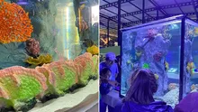 ¿Conoces el acuario más grande de Lima? Así luce el parque temático con más de 2.000 especies marinas ¿Conoces el acuario más grande de Lima? Así luce el parque temático con más de 2.000 especies marinas