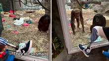 Chimpancé se sorprende al ver la pierna protésica de hombre: llama a sus amigos para que la observen también