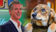 Nueva ley de California favorece a mascotas: beneficios clave de la SB 1217 firmada por Gavin Newsom Nueva ley de California favorece a mascotas: beneficios clave de la SB 1217 firmada por Gavin Newsom
