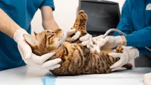 Mujer ve morir a su gato mientras ayuda en la operación por falta de personal y la clínica le exige pagar cirugía
