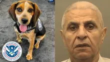 Hombre egipcio es deportado tras patear a perro policía de CBP: can había olfateado productos prohibidos en su maleta