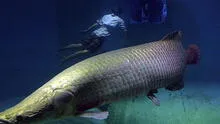 Este es el pez más grande del mundo y habita en Sudamérica: alcanza los tres metros y pesa más de 220 kilos Este es el pez más grande del mundo y habita en Sudamérica: alcanza los tres metros y pesa más de 220 kilos