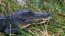 Caimán mata a mujer en Florida con letal 'giro de la muerte' durante paseo en canoa con su esposo: no quedaron rastros