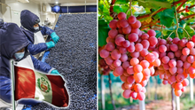 Perú conquista el mercado mundial de frutas: es uno de los 10 principales exportadores, según plataforma Fluctuante Perú conquista el mercado mundial de frutas: es uno de los 10 principales exportadores, según plataforma Fluctuante