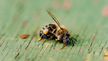 Los productos químicos para la agricultura están acabando con las abejas, según científicos