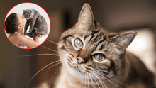 ¿Cómo elige un gato a su persona favorita? Claves para entender su comportamiento y señales de afecto ¿Cómo elige un gato a su persona favorita? Claves para entender su comportamiento y señales de afecto