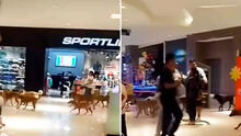 Captan a manada de perros paseando en centro comercial de Perú y en redes bromean: “Aprovechan el 2X1 en croquetas” Captan a manada de perros paseando en centro comercial de Perú y en redes bromean: “Aprovechan el 2X1 en croquetas”