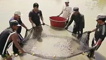 Ucayali: Produce otorga más de S/215.000 en créditos a acuicultores y pescadores artesanales