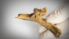 Impactante hallazgo de violencia prehistórica en España: encuentran una flecha clavada en costilla humana hace 4.000 años