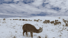 Senamhi: estas son las regiones en Perú que soportan temperaturas bajo cero y poseen 'alerta naranja'