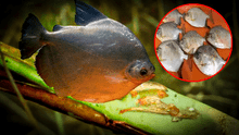 Científicos descubren un nuevo parásito que está atacando a unos peces muy consumidos en Perú