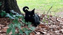 El gato de un científico se fue de cacería y ayudó a descubrir un misterioso virus nunca antes visto