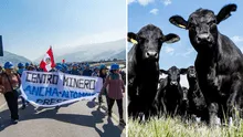 Bloqueo de mineros en Ocoña provoca muerte de reses por falta de agua y alimento