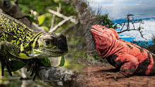 Descubren dos crías de iguana rosada de Galápagos y dan esperanza a esta especie en peligro crítico de extinción