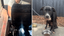 Pareja rescata a perrito de morir en compactador de basura en EEUU: "Si nadie lo encontraba, habría sido su fin" Pareja rescata a perrito de morir en compactador de basura en EEUU: "Si nadie lo encontraba, habría sido su fin"