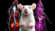 Científicos revelan un mapa 3D que muestra todos los nervios periféricos de un ratón: imágenes en alta resolución