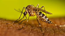 Científicos de EEUU buscan frenar el dengue y la malaria gracias a una IA que identifica a los mosquitos transmisores Científicos de EEUU buscan frenar el dengue y la malaria gracias a una IA que identifica a los mosquitos transmisores