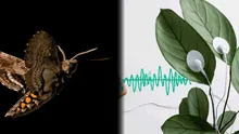 Las plantas “gritan” cuando están enfermas y los animales responden alejándose, según nueva evidencia científica