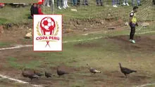 Aves interrumpen pleno partido de Copa Perú y generan caos en el campo de juego: ''Pavos para navidad'' Aves interrumpen pleno partido de Copa Perú y generan caos en el campo de juego: ''Pavos para navidad''