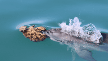 Científicos grabaron a delfines salvajes que aprendieron a usar una herramienta para cazar peces