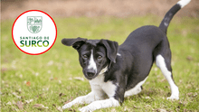 Municipalidad de Surco identifica y formaliza denuncia contra presunto autor de envenenamiento de ocho perros