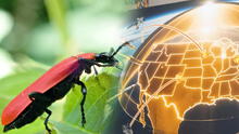 Científicos chinos crean sensor infrarrojo 20.000 veces más rápido que el de Estados Unidos: el secreto está en un escarabajo