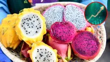 La pitahaya, nuevo producto estrella del Perú: exportaciones en 2025 superan 100 veces las de 2022