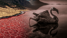 El lago en África con geología volcánica que convierte animales muertos en piedra, pero es clave para la reproducción de otros seres vivos