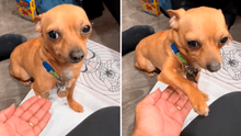 Estadounidense adopta un perro mexicano y descubre que solo obedece en español: ‘eskiusmi’