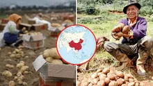 País asiático superó al Perú como el mayor consumidor de papa en el mundo: consumen más de 80 mil toneladas anuales País asiático superó al Perú como el mayor consumidor de papa en el mundo: consumen más de 80 mil toneladas anuales