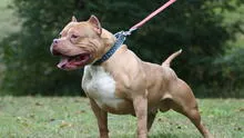 Muere niño de 2 años tras haber desaparecido en Argentina: habría sido devorado por perros